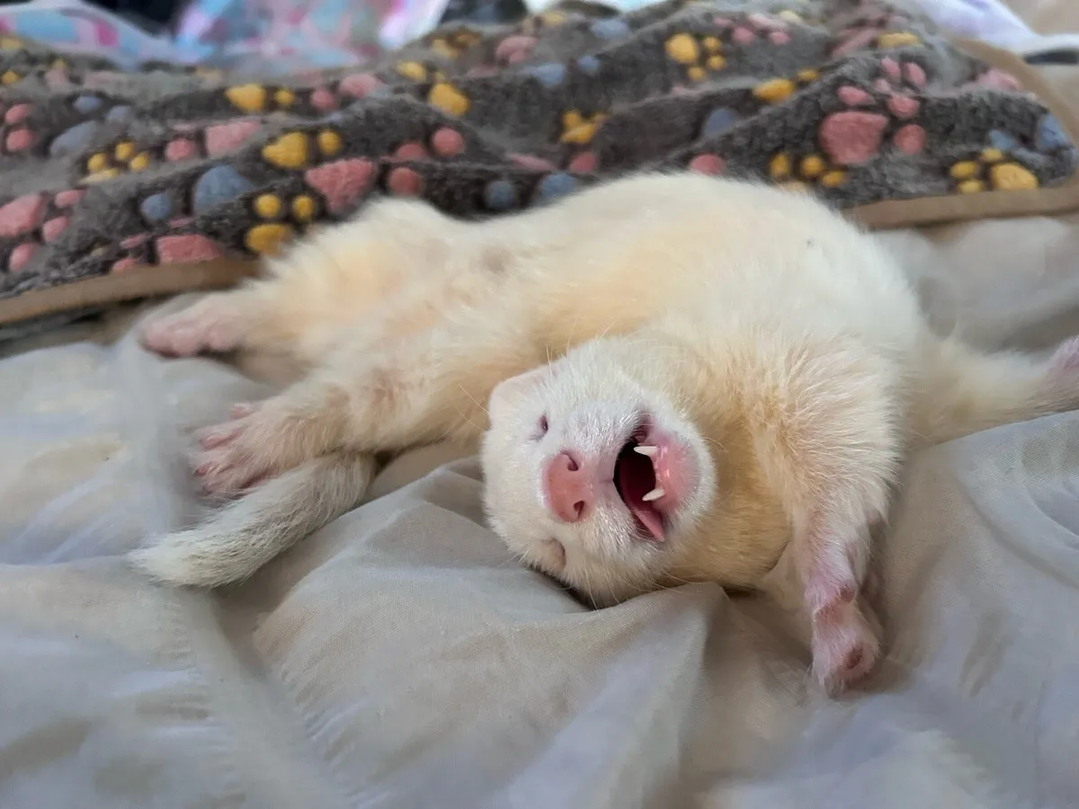 ferret - Image 2