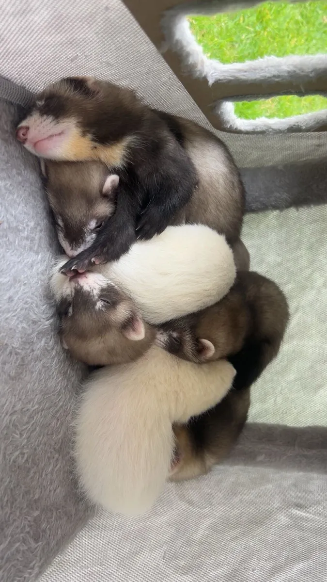 ferret - Image 3