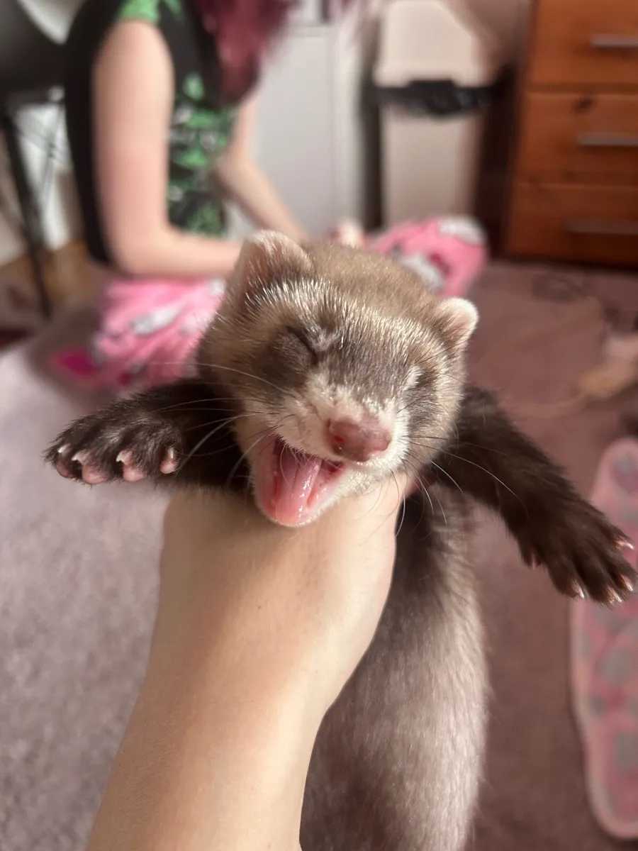 ferret - Image 4
