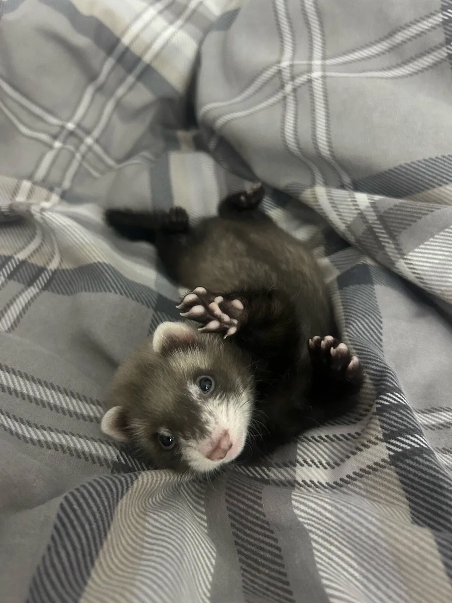 ferret - Image 1