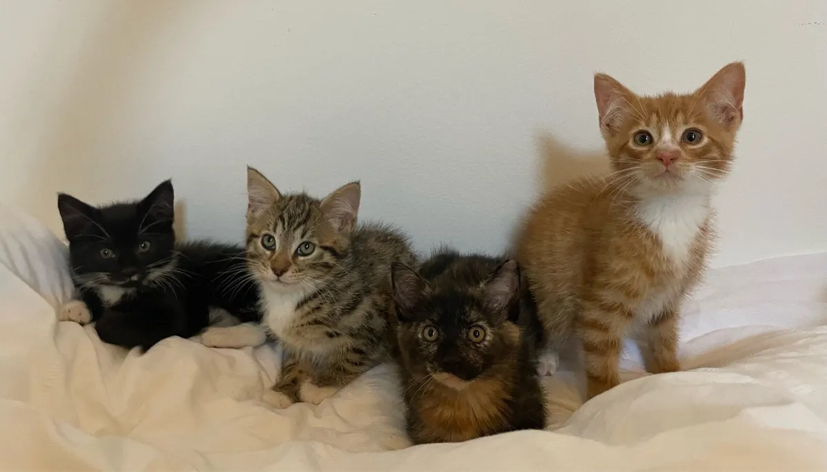 Bengal X - Image 1