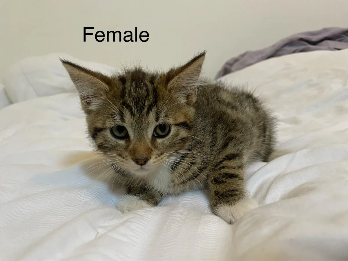 Bengal X - Image 2