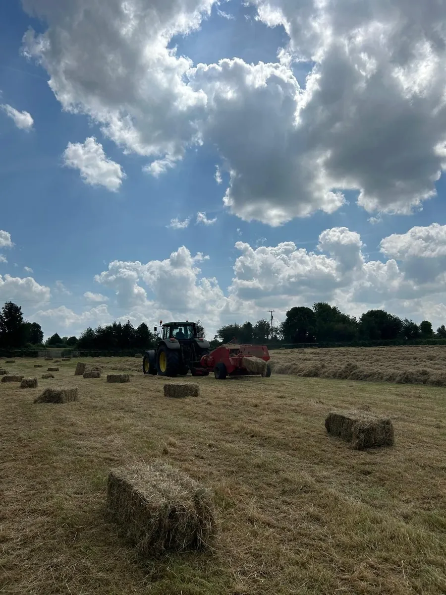Small square hay bales - Image 2