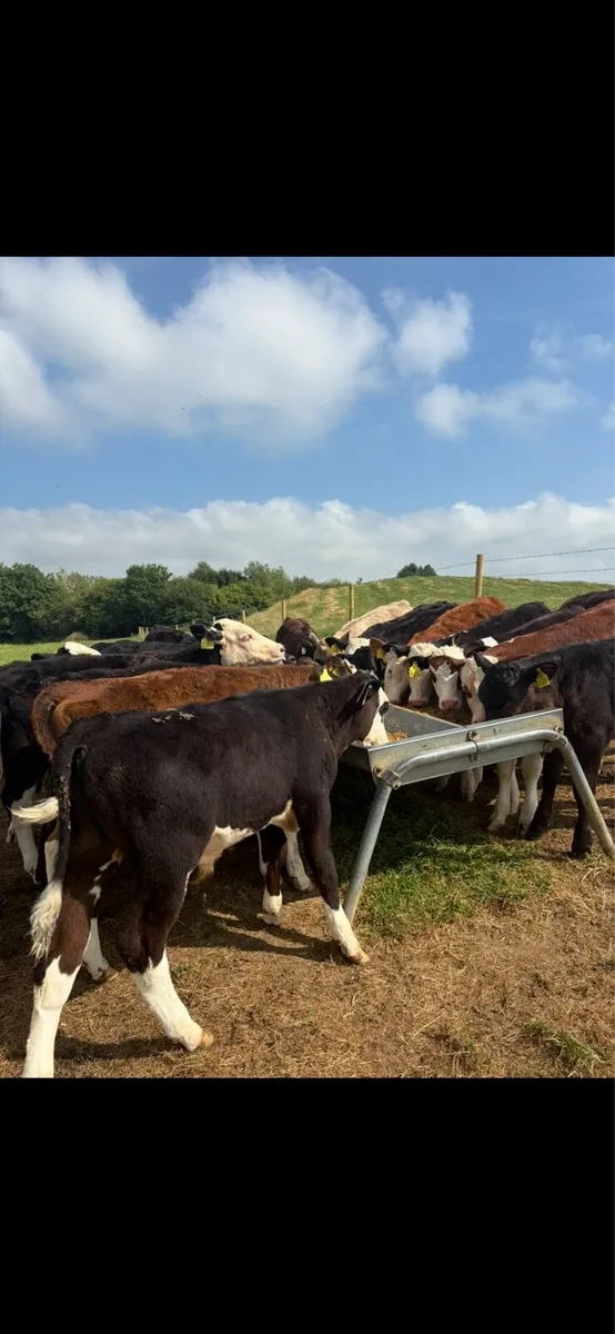 23 super 3-4 month old reared bull runners 🔥 - Image 1