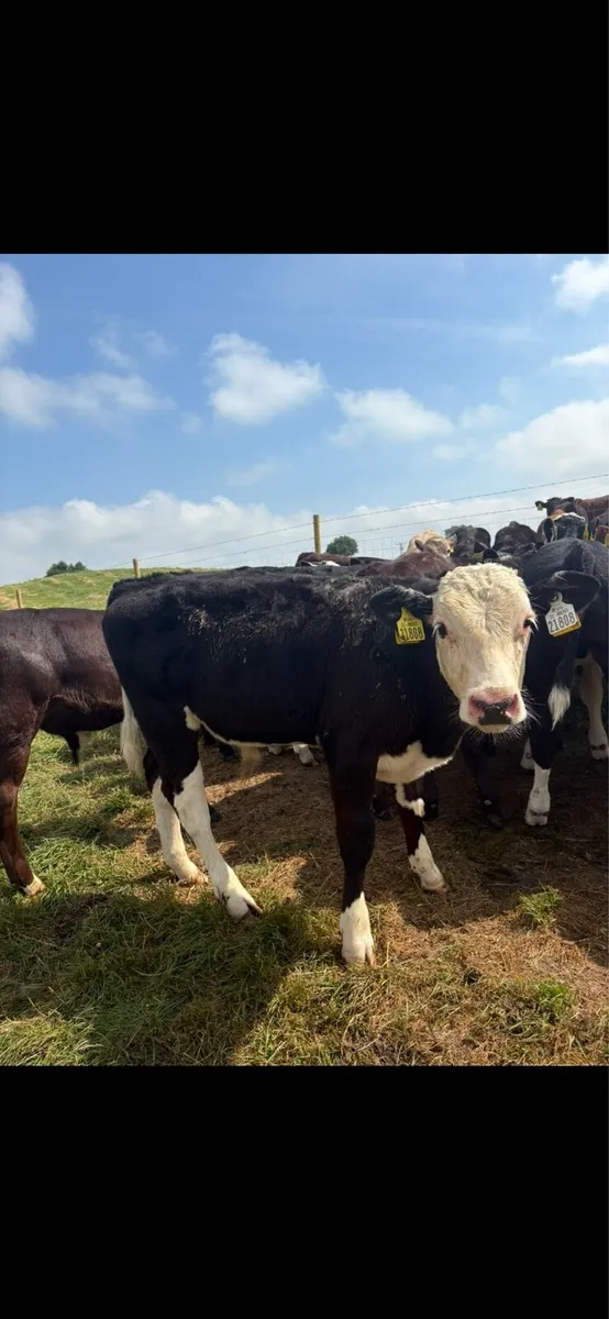 23 super 3-4 month old reared bull runners 🔥 - Image 3