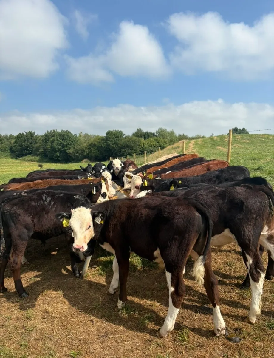 23 super 3-4 month old reared bull runners 🔥 - Image 4