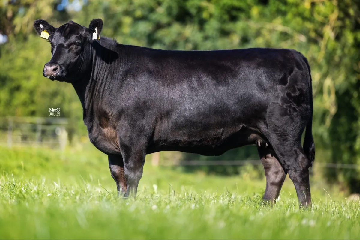Lisduff Angus Heifer Sale - Image 2