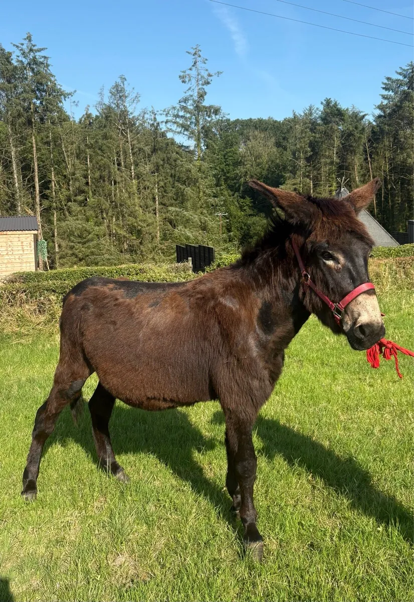 Jack Donkey - Image 3
