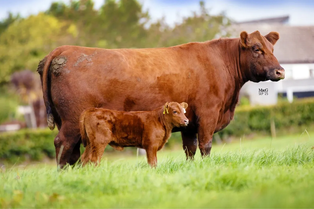 Lisduff Angus Heifer Sale - Image 3
