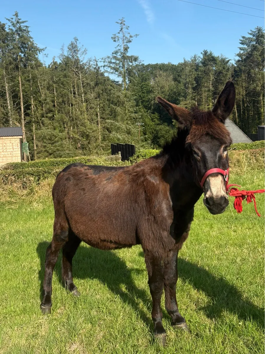 Jack Donkey - Image 1