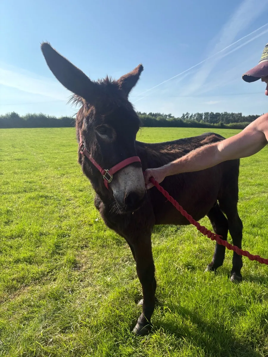 Jack Donkey - Image 2
