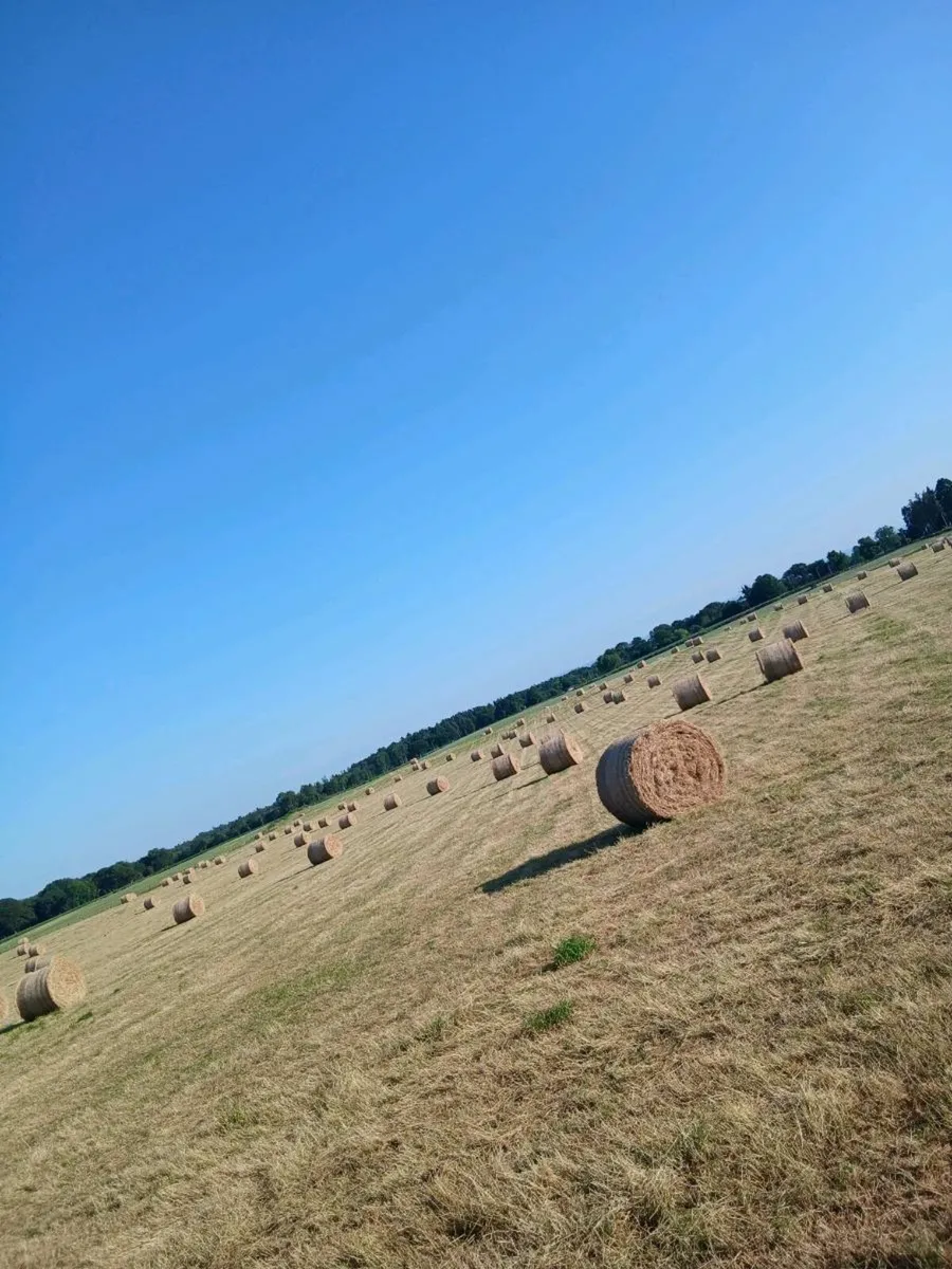 Hay - Image 1