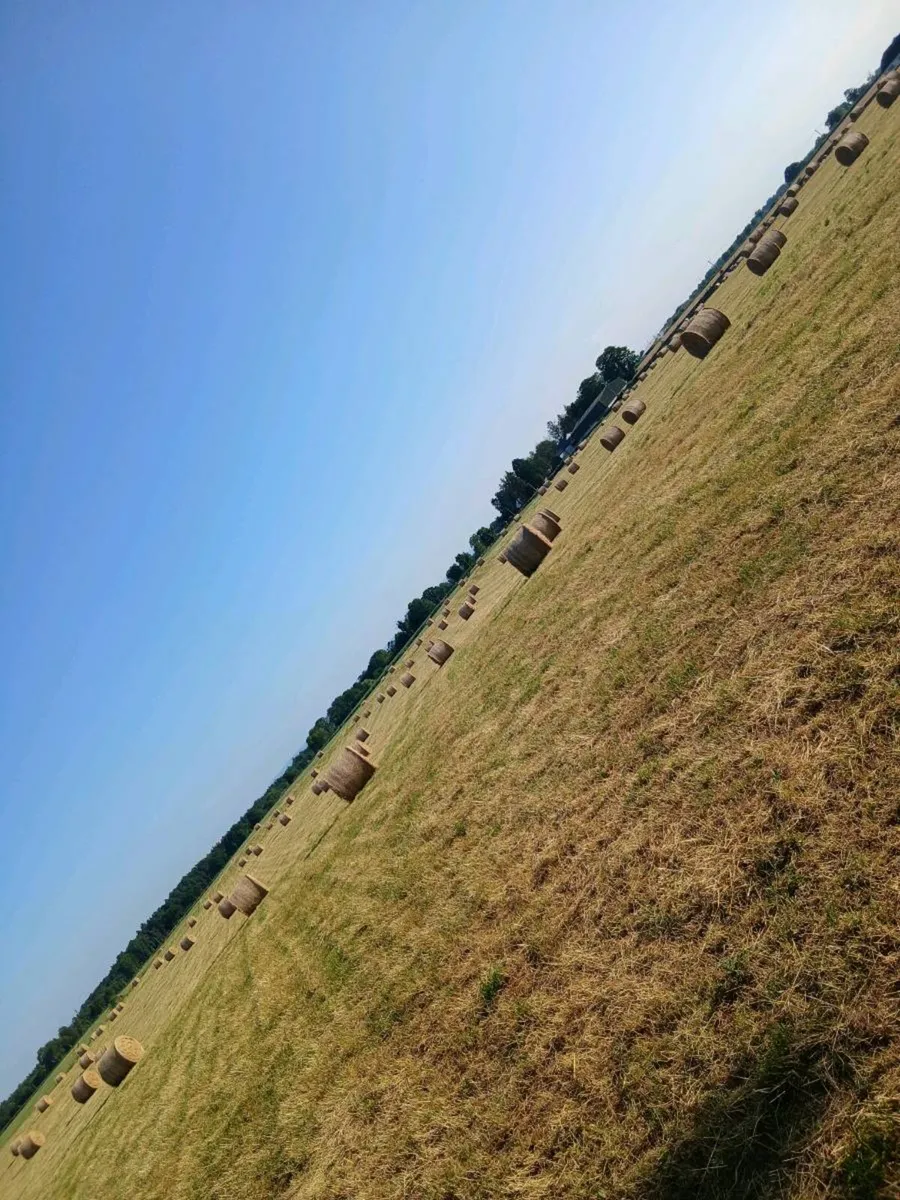 Hay - Image 2