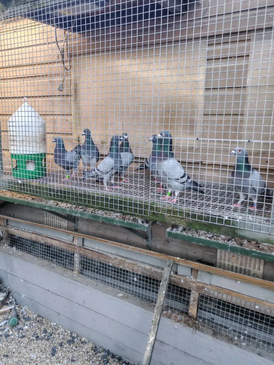 Racing Pigeons and Pigeon Trailer - Image 1