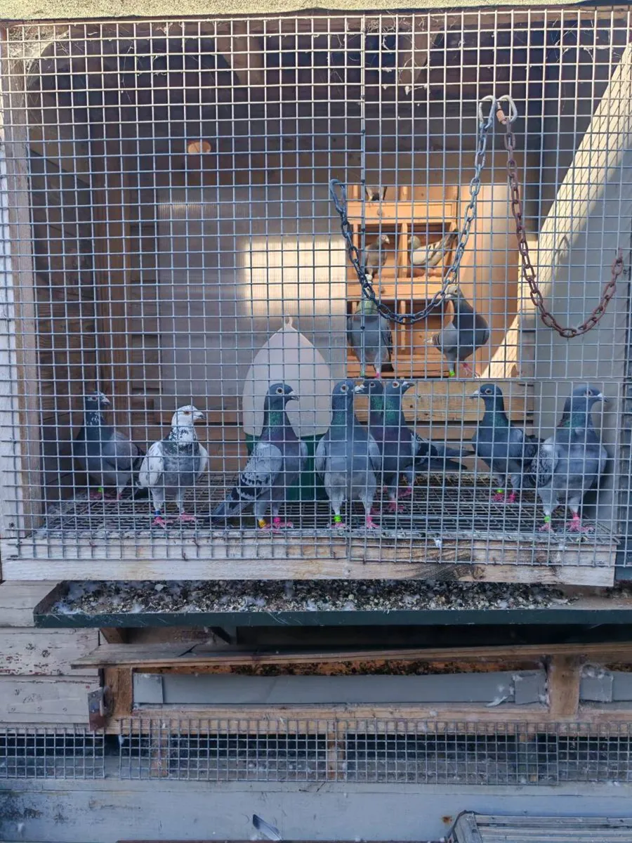 Racing Pigeons and Pigeon Trailer - Image 2