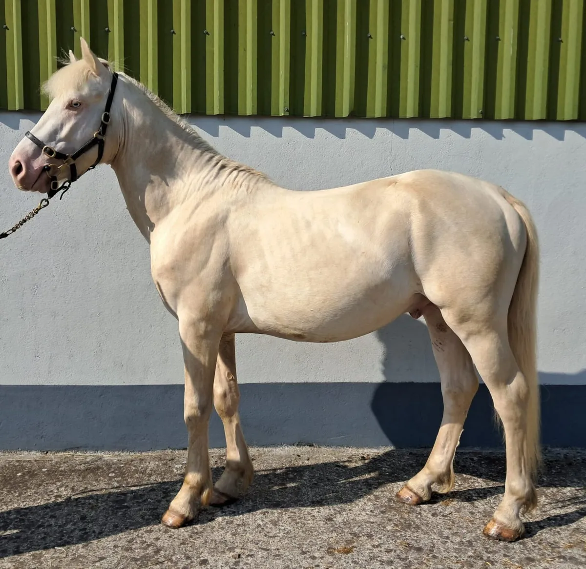 CREMELLO CONNEMARA COLT - Image 1