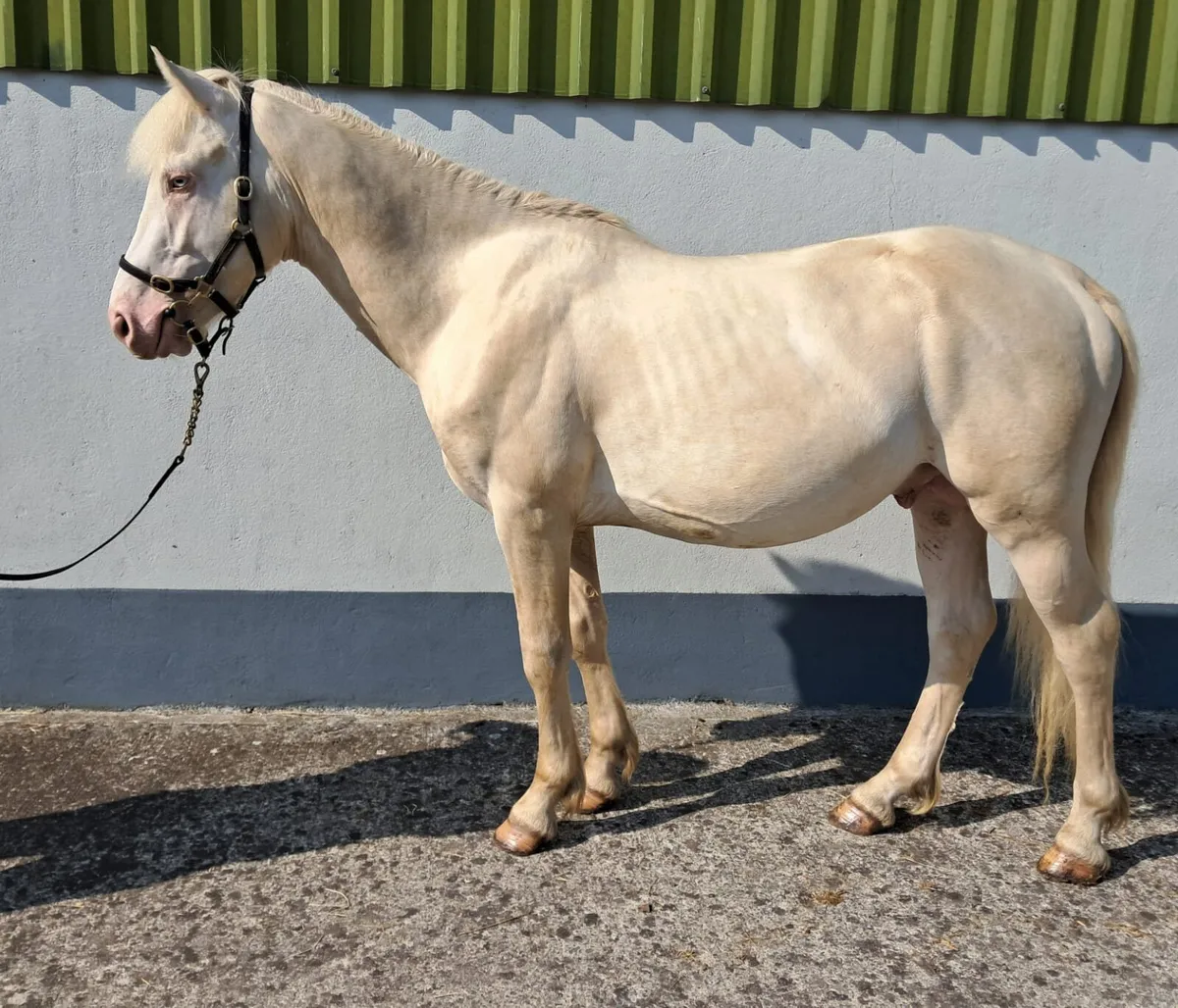 CREMELLO CONNEMARA COLT - Image 2