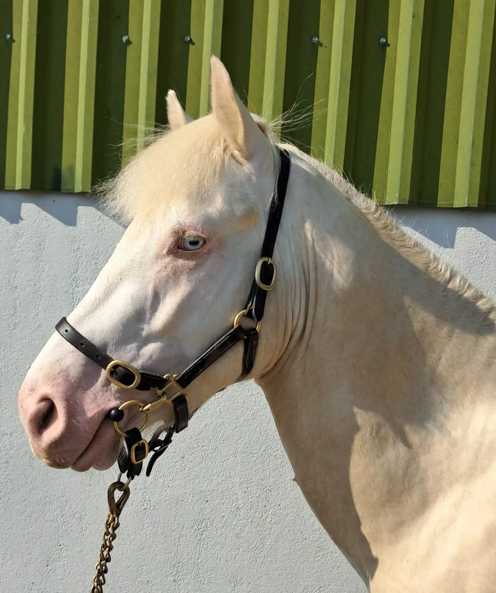 CREMELLO CONNEMARA COLT - Image 3