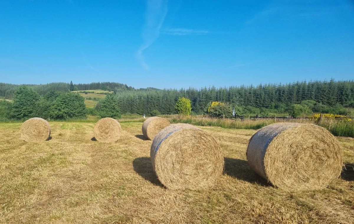 Round hay bales - Image 1