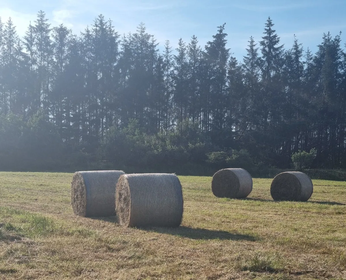 Round hay bales - Image 3