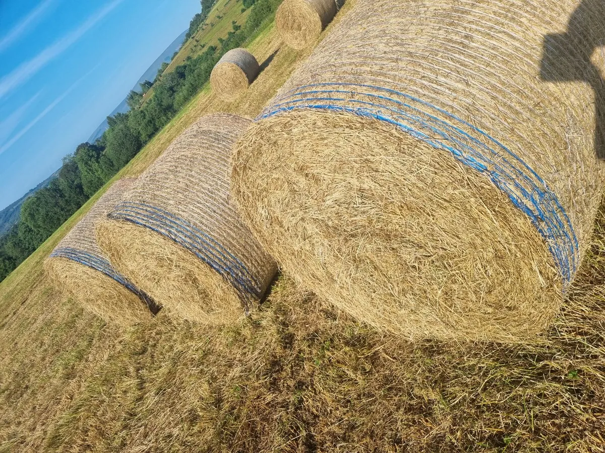 Round hay bales - Image 4