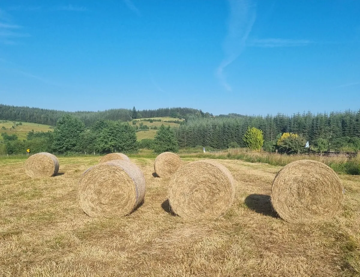 Round hay bales - Image 2