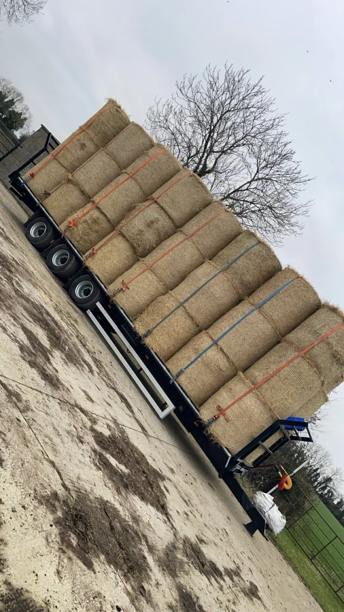 2026 golden barley straw - Image 3