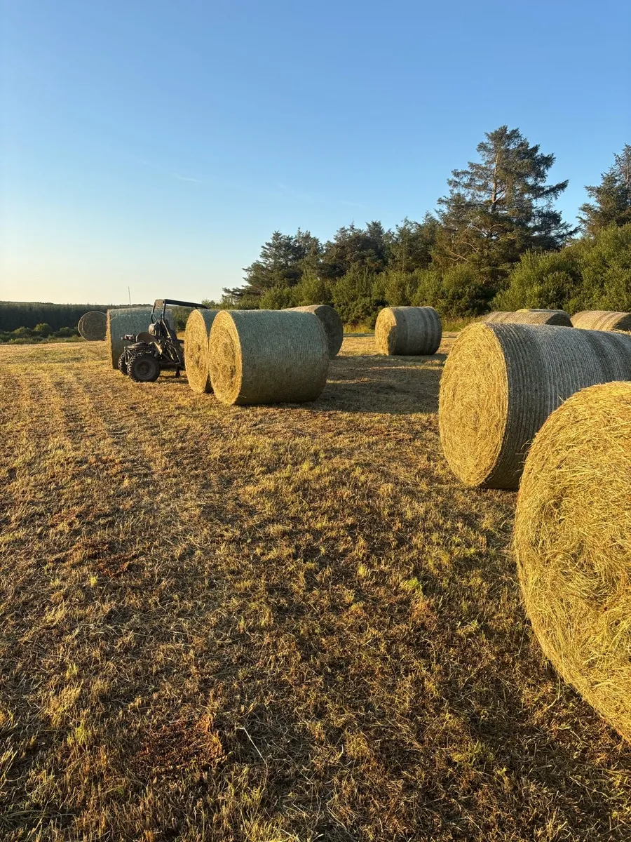 Hay - Image 1