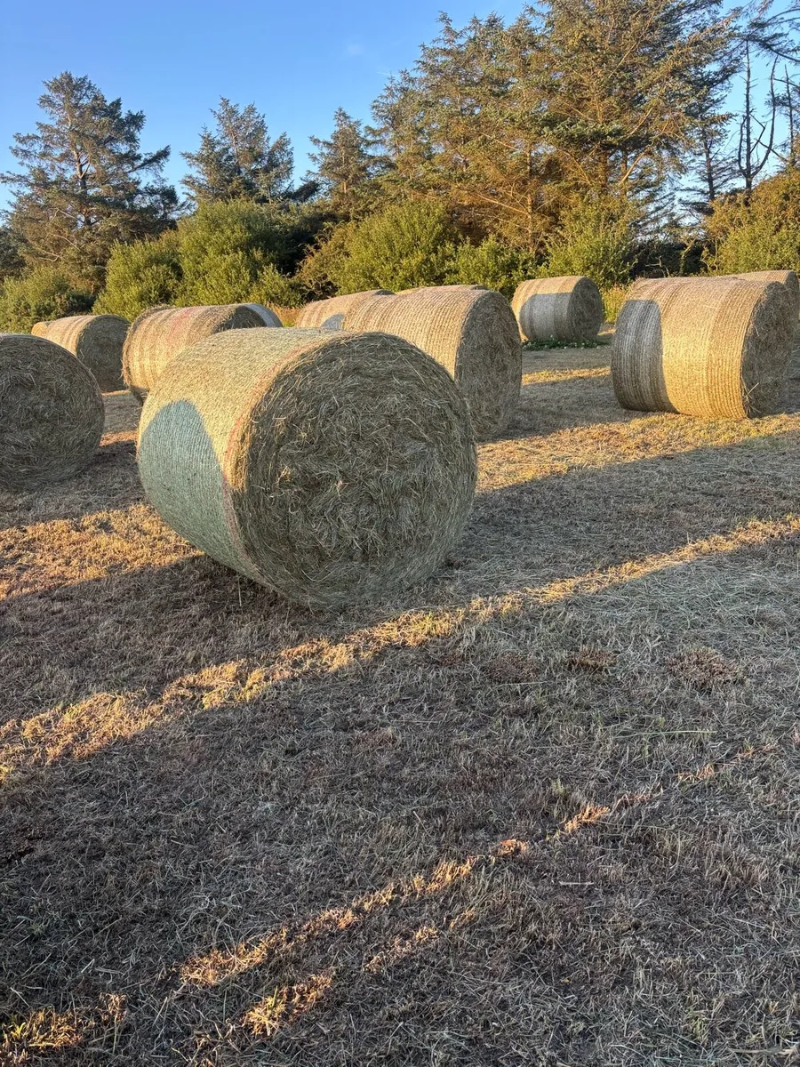 Hay - Image 2