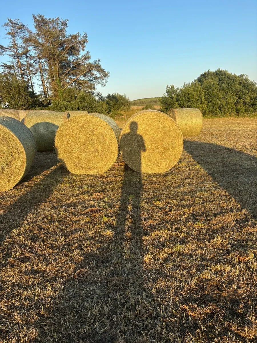 Hay - Image 4