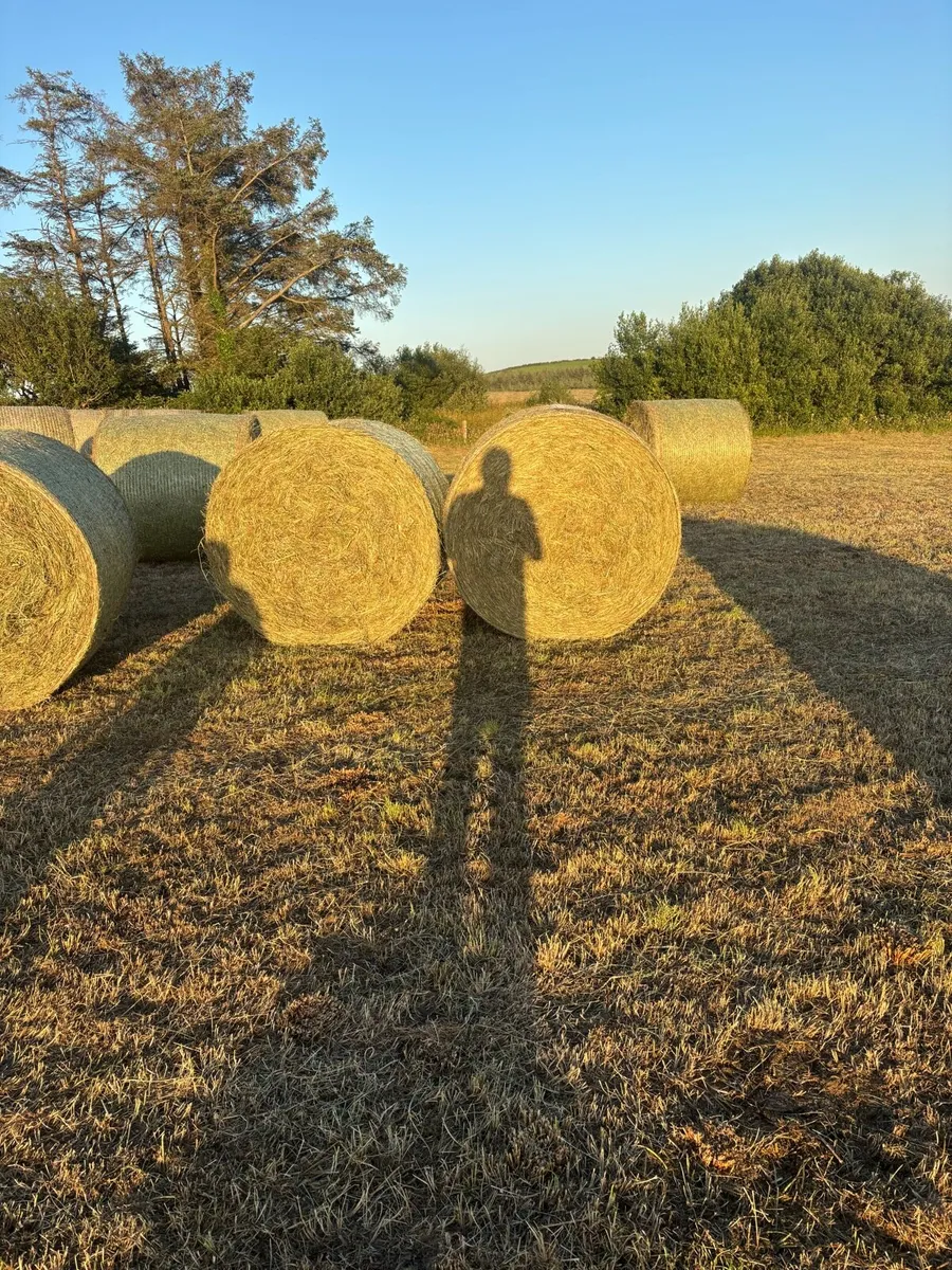 Hay - Image 3
