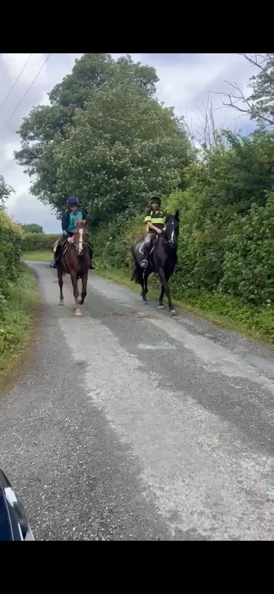 Reg.TIH Ashfield Bouncer 3 yr old gelding. - Image 1