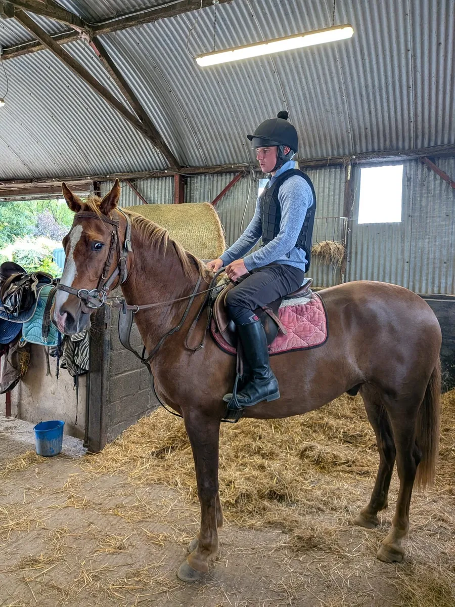 Reg.TIH Ashfield Bouncer 3 yr old gelding. - Image 2