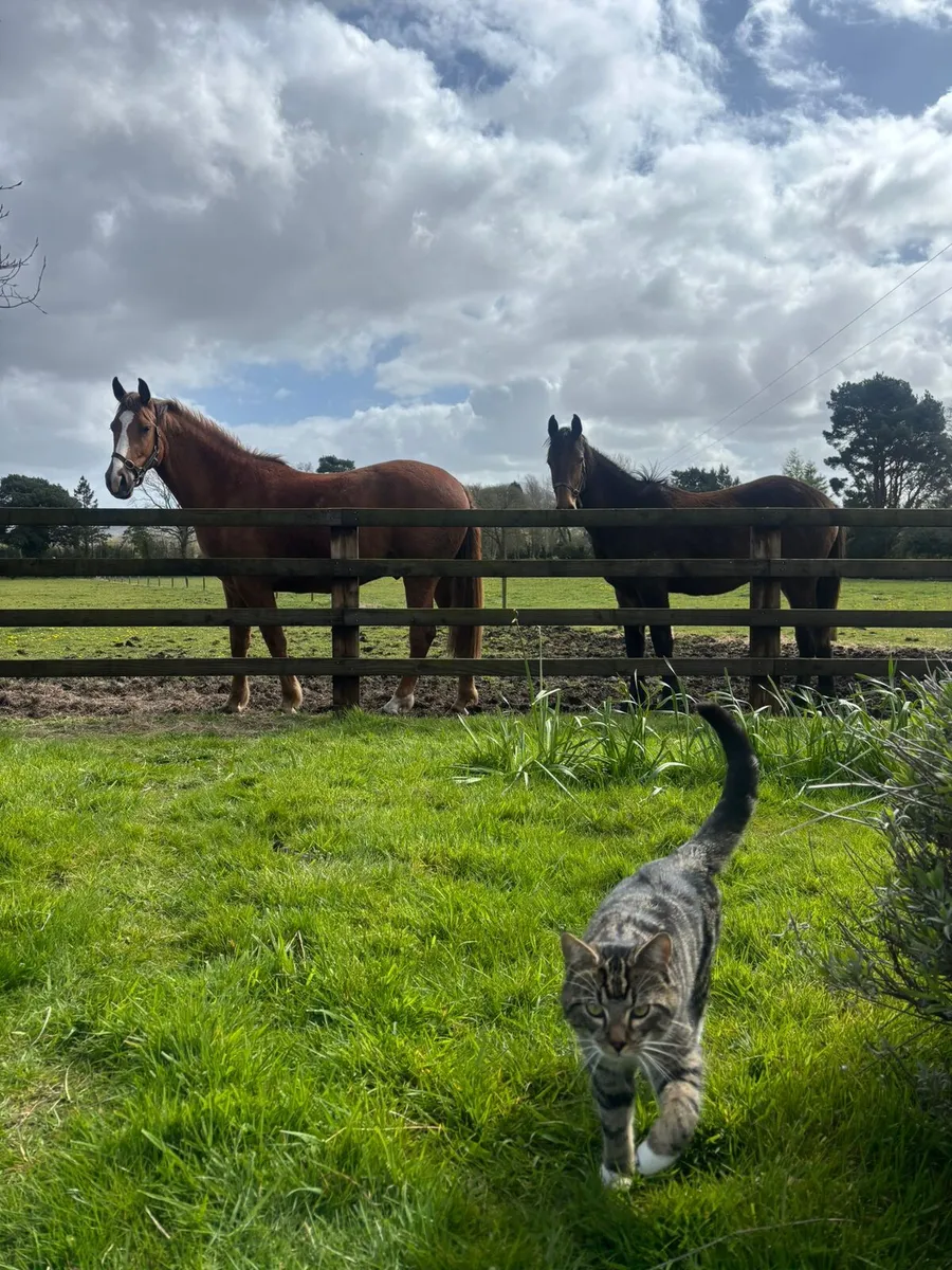 Reg.TIH Ashfield Bouncer 3 yr old gelding. - Image 3