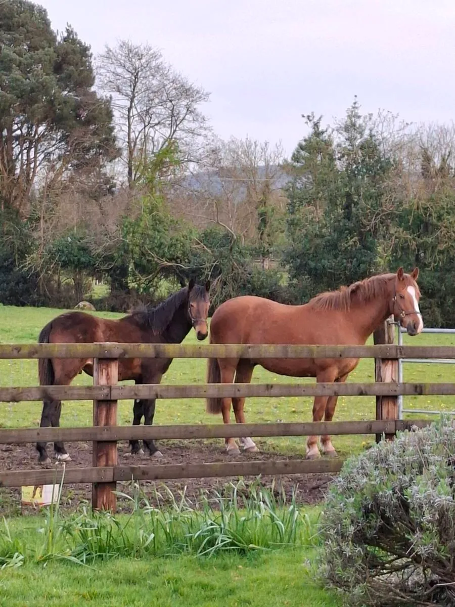 Reg.TIH Ashfield Bouncer 3 yr old gelding. - Image 4