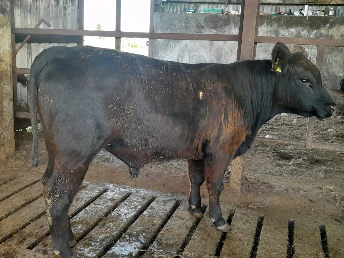 Smashing P.B.N.R Angus Bull 5🌟 - Image 2