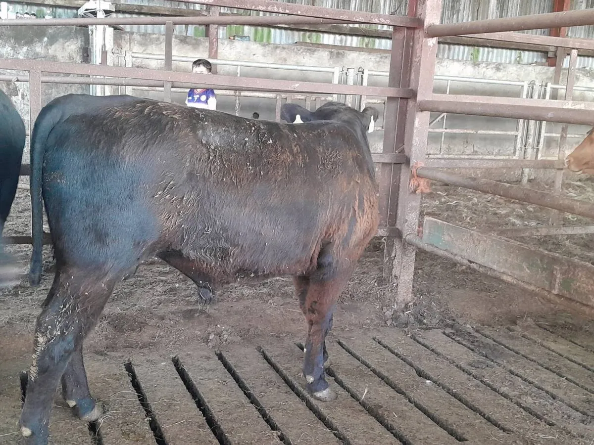Smashing P.B.N.R Angus Bull 5🌟 - Image 3