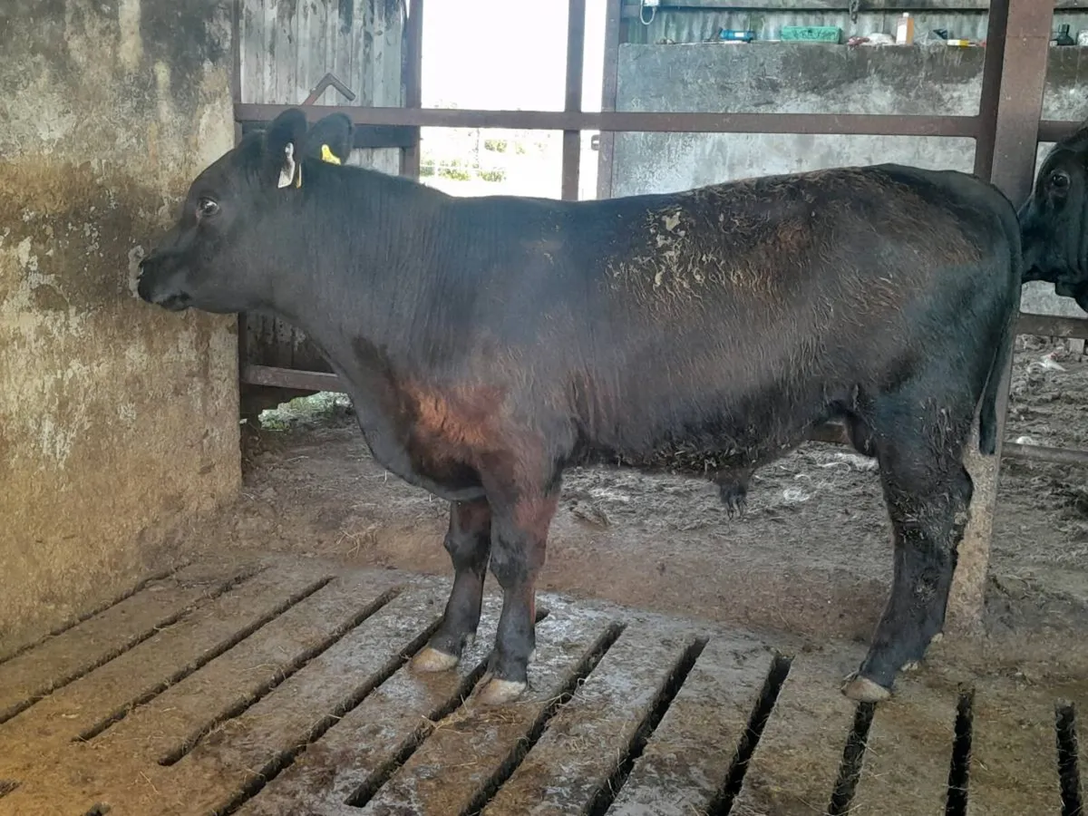 Smashing P.B.N.R Angus Bull 5🌟 - Image 4