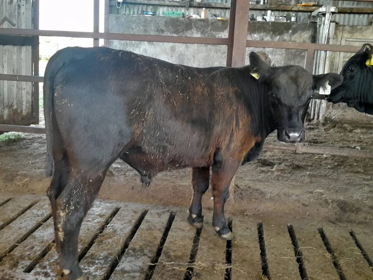 Smashing P.B.N.R Angus Bull 5🌟 - Image 1
