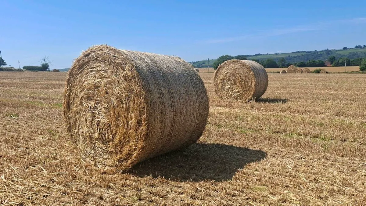 Winter barley straw - Image 1