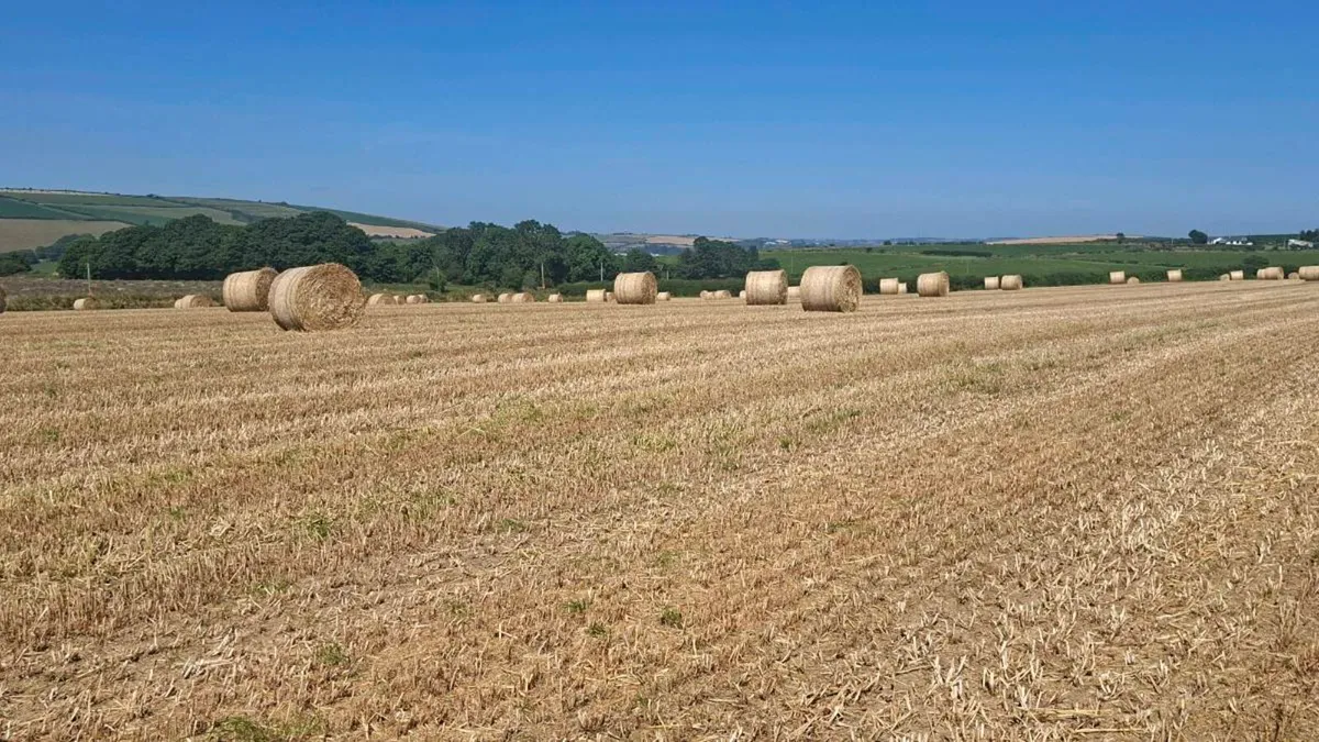 Winter barley straw - Image 2