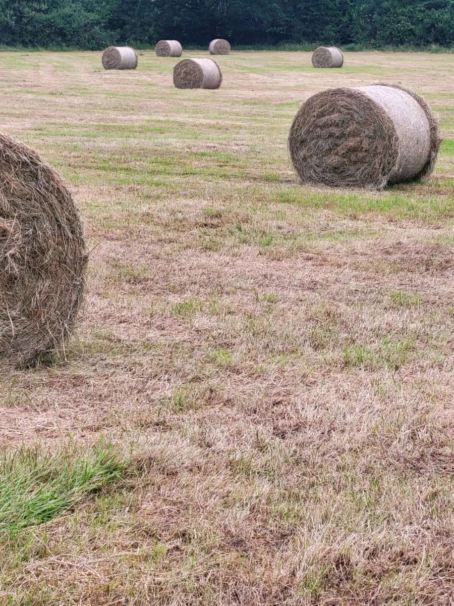 Hay for sale