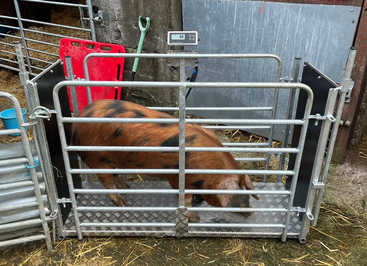 Pig scales & transporter - Image 1