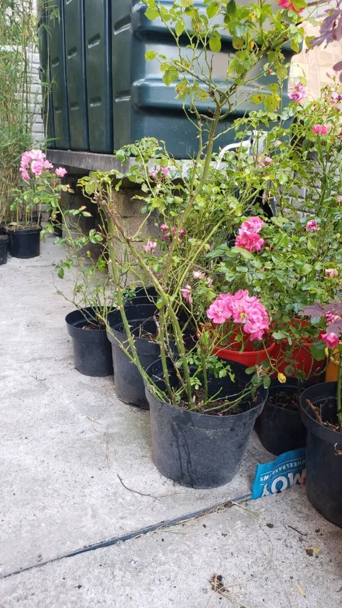 Roses Carpet pink - Image 3
