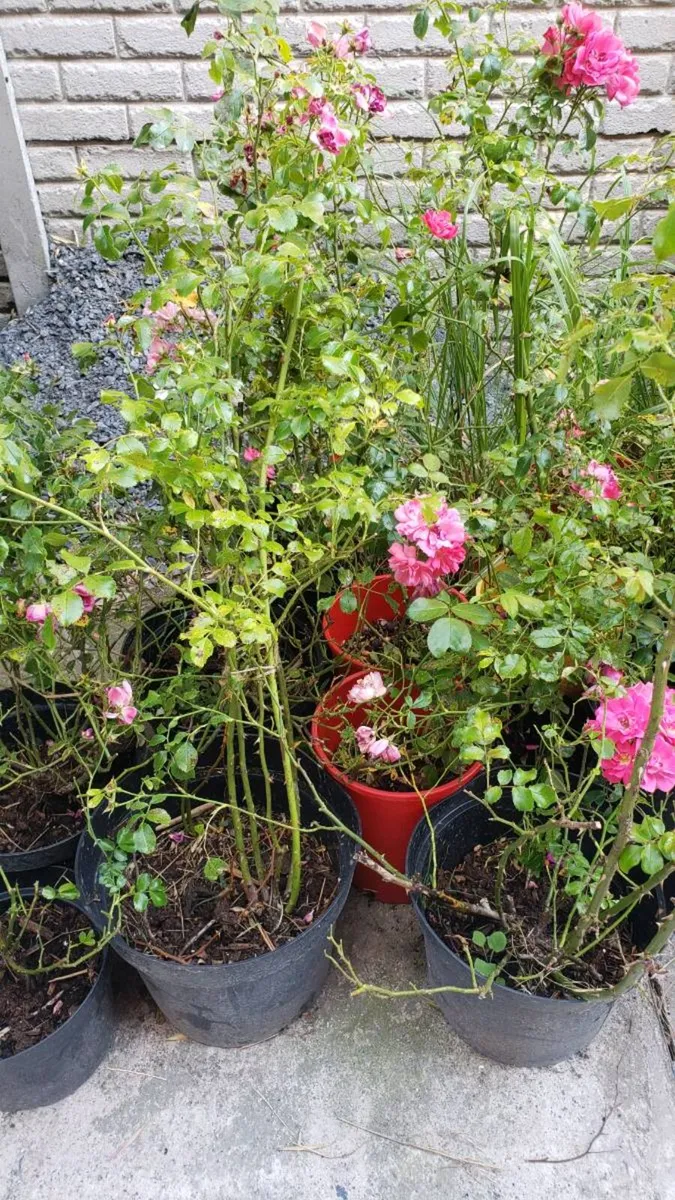 Roses Carpet pink - Image 4