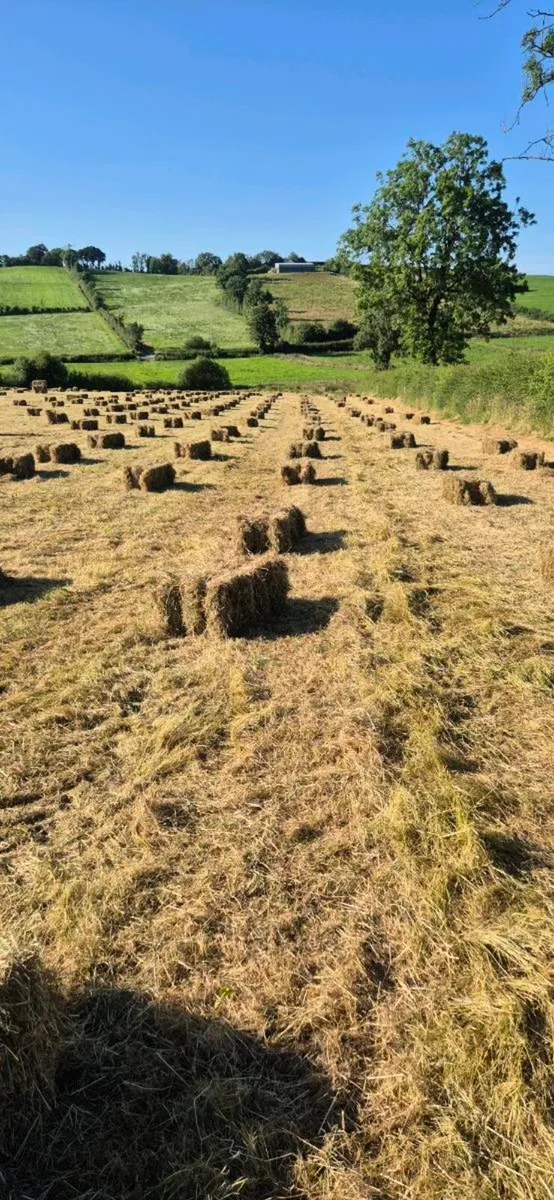 Small square bales of hay - Image 1
