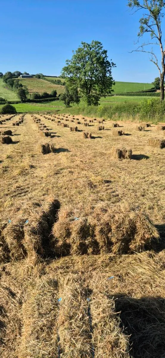 Small square bales of hay - Image 2