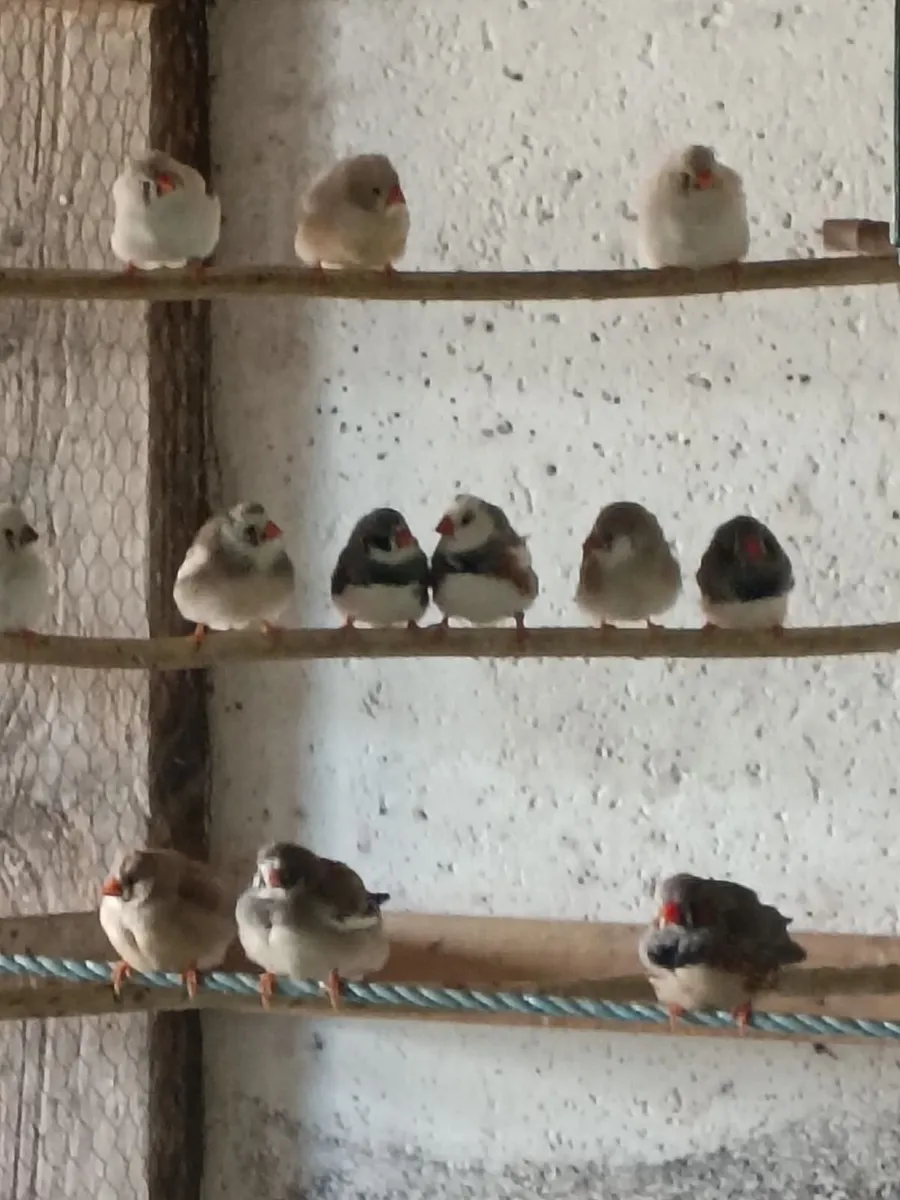 Zebra Finches