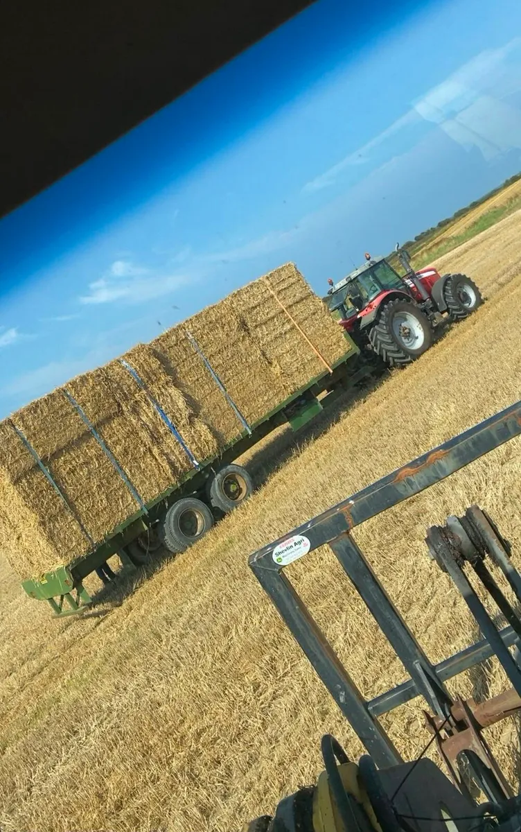 Barley straw - Image 3