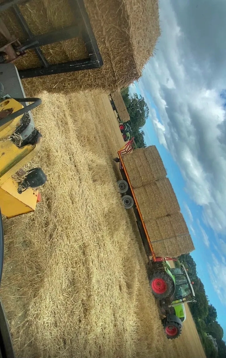 Barley straw - Image 4